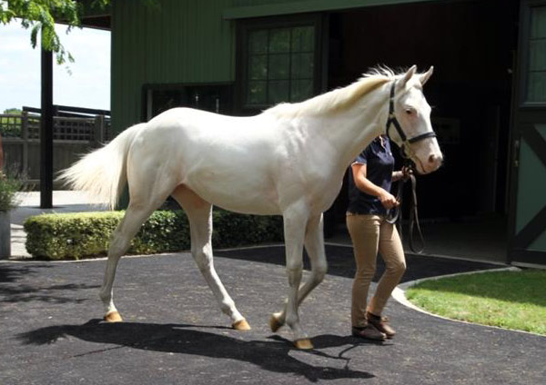 http://www.horsetalk.co.nz/2016/01/25/white-tb-filly-sells-450k-new-zealand