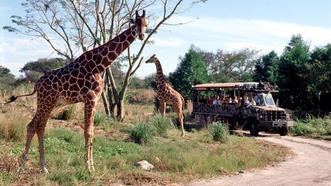 Trip Through the Safari
