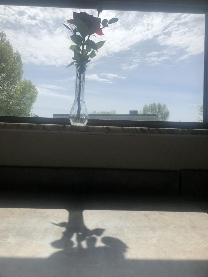 A pretty view of a rose in a vesa on the windowsill  in Mrs Huba room. 