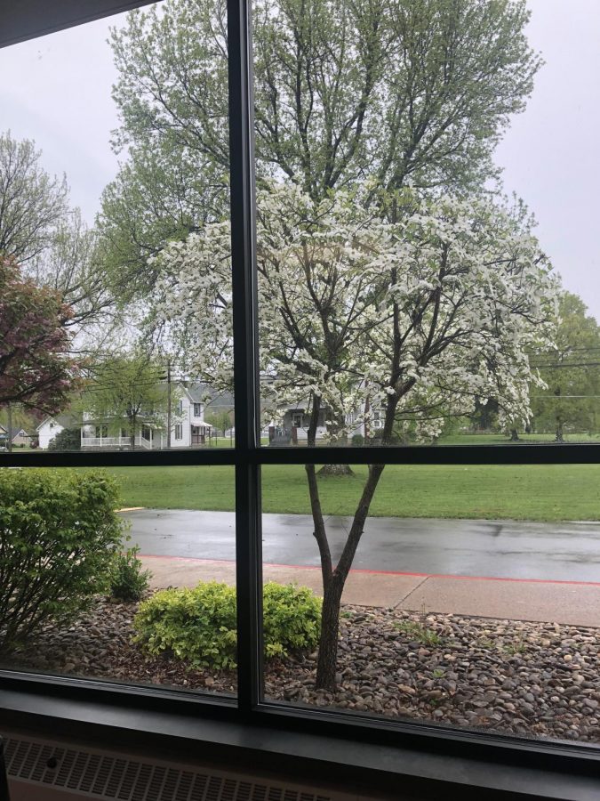 Pretty blossom tree outside of the school taking in the front lobby.