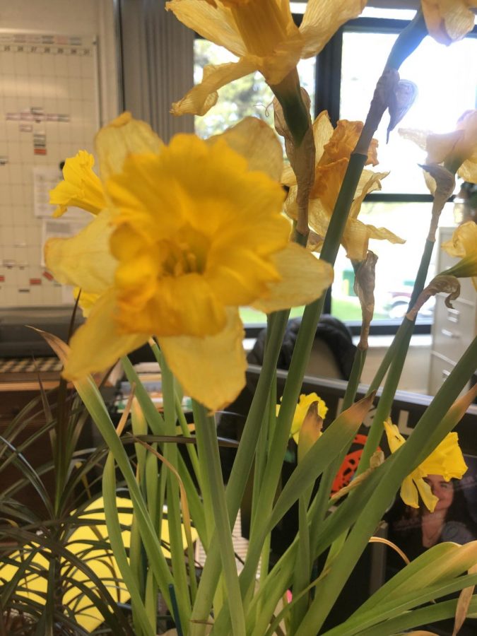 A yellow flower in the copy room