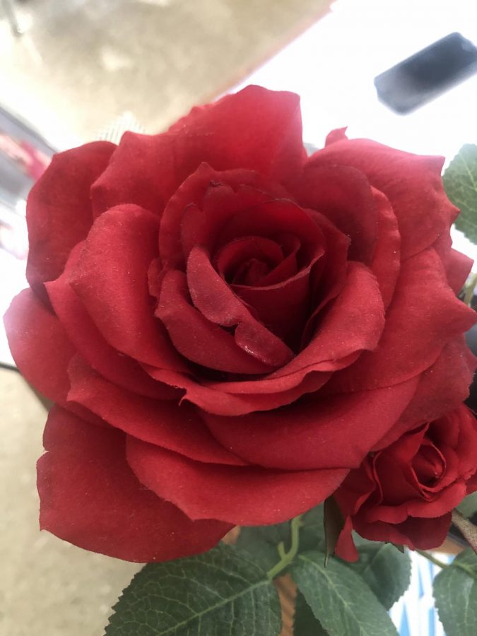 A still shot of a beautiful red rose in Mrs Huba room.