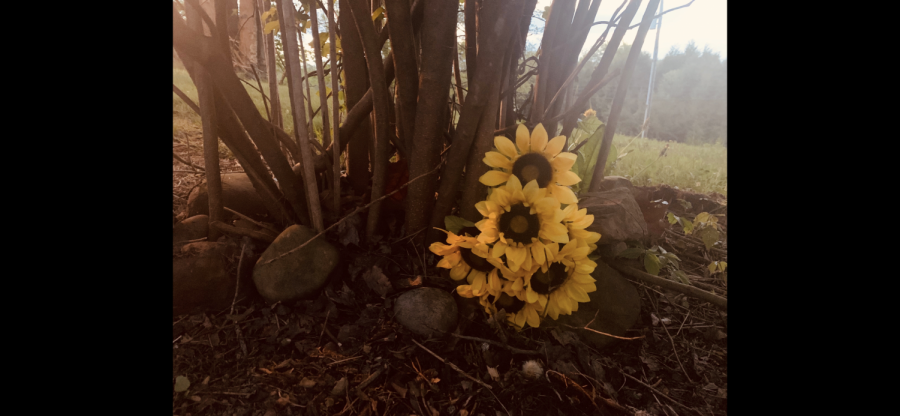 Pretty picture of the sunflowers taking in Isabelle Tedrow backyard