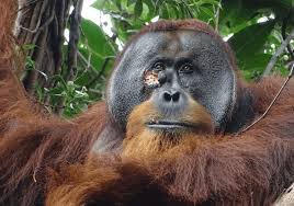 Orangutan Treats Its Own Wound?