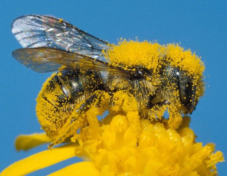 The Bees Are Stirring